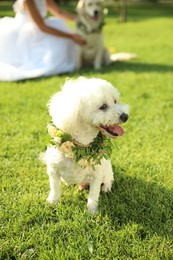 Adorable Bichon wearing wreath made of beautiful flowers on green grass outdoors