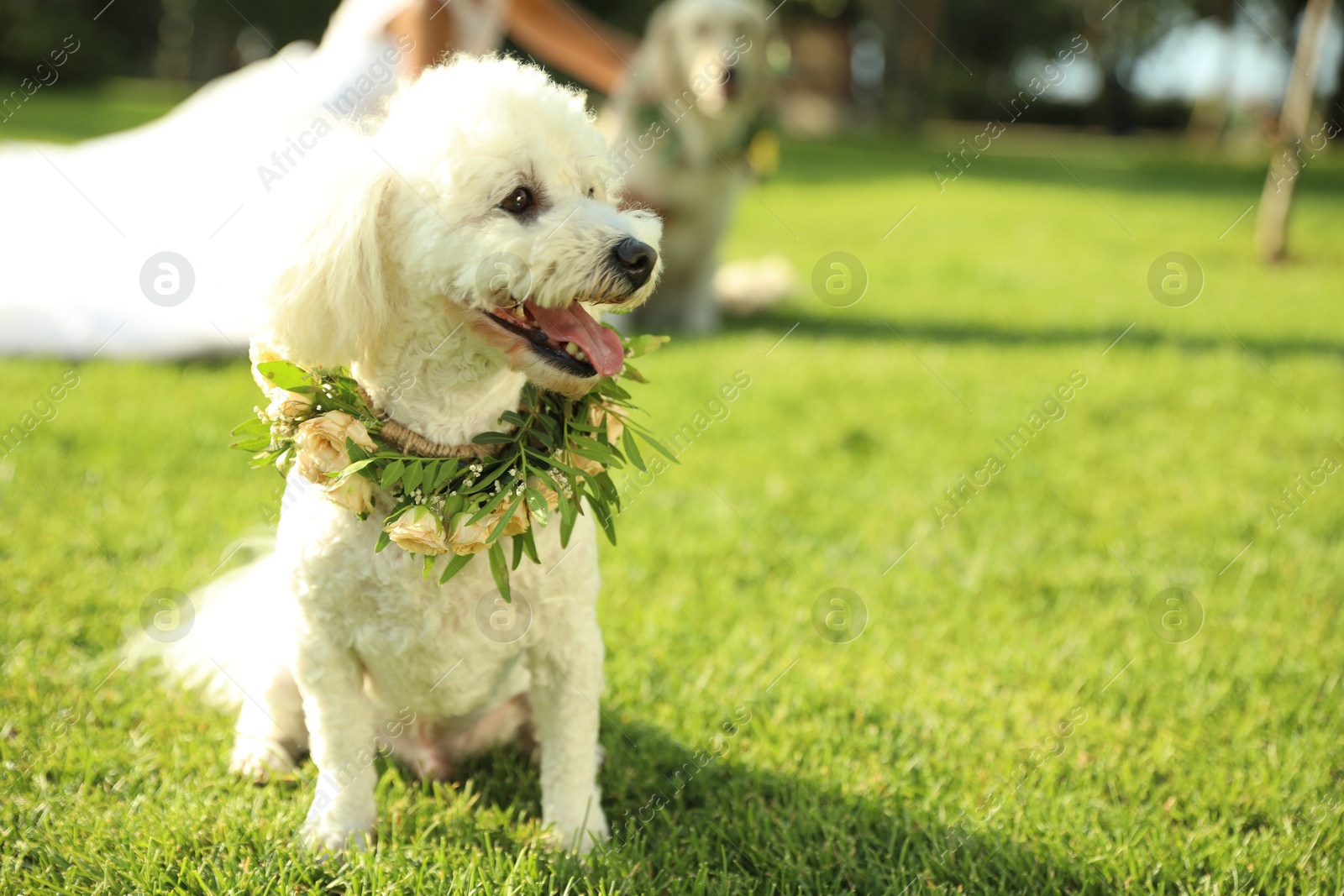 Photo of Adorable Bichon wearing wreath made of beautiful flowers on green grass outdoors. Space for text