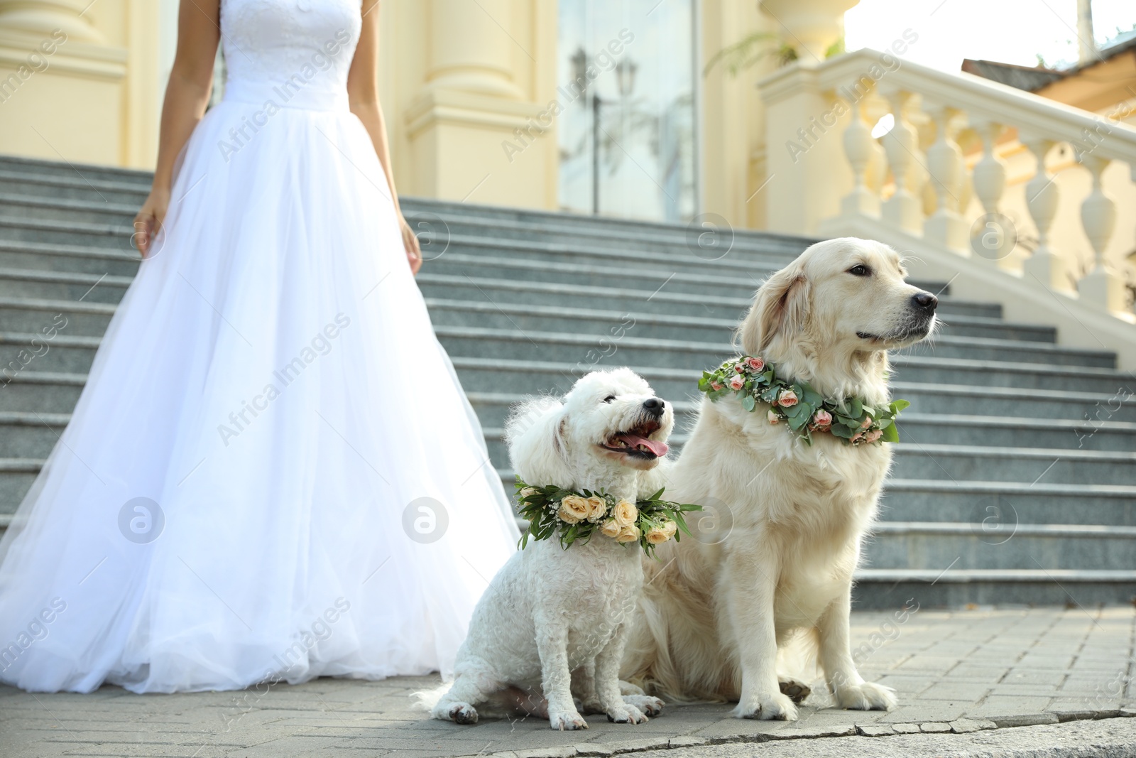 Photo of Bride and adorable dogs wearing wreathes made of beautiful flowers outdoors, closeup