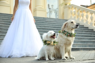 Photo of Bride and adorable dogs wearing wreathes made of beautiful flowers outdoors, closeup