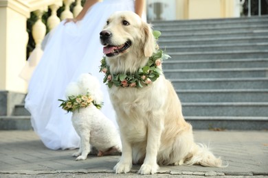 Photo of Bride and adorable dogs wearing wreathes made of beautiful flowers outdoors, closeup