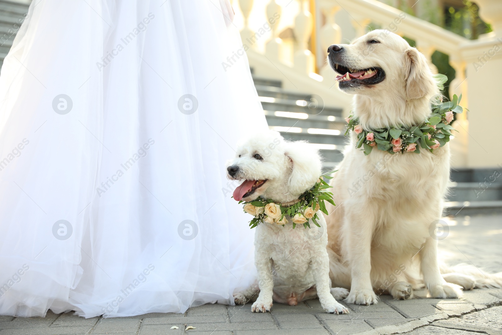 Photo of Bride and adorable dogs wearing wreathes made of beautiful flowers outdoors, closeup