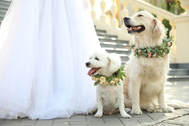 Bride and adorable dogs wearing wreathes made of beautiful flowers outdoors, closeup