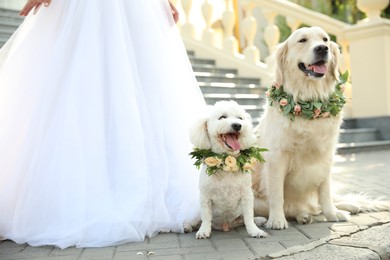 Photo of Bride and adorable dogs wearing wreathes made of beautiful flowers outdoors, closeup