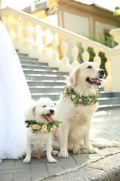 Bride and adorable dogs wearing wreathes made of beautiful flowers outdoors, closeup