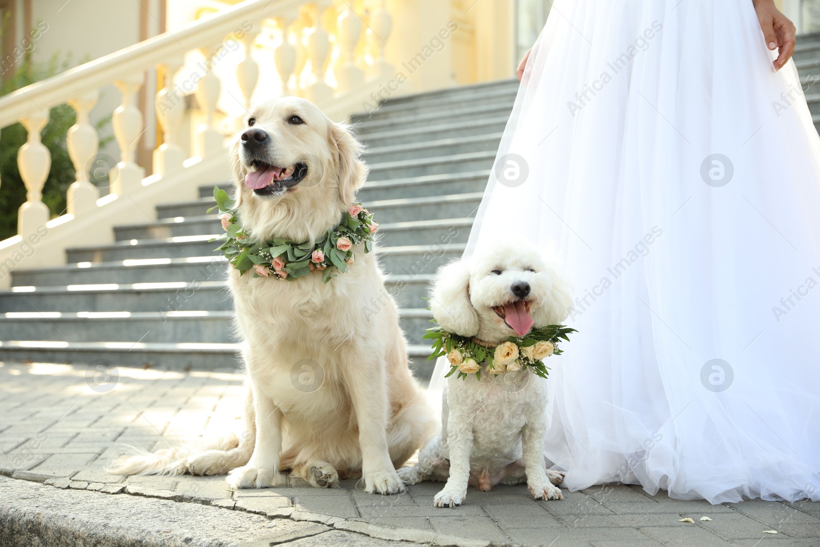 Photo of Bride and adorable dogs wearing wreathes made of beautiful flowers outdoors, closeup