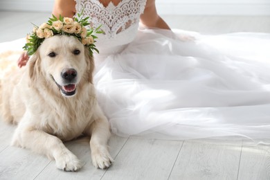 Photo of Bride and adorable Golden Retriever wearing wreath made of beautiful flowers indoors, closeup