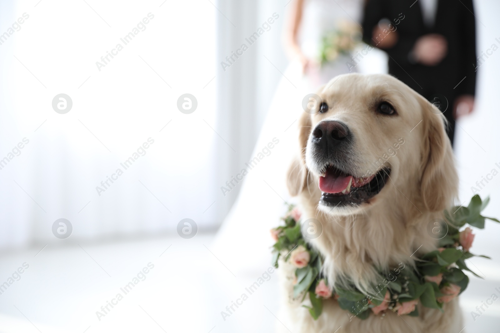 Photo of Adorable golden Retriever wearing wreath made of beautiful flowers on wedding. Space for text