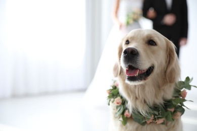 Photo of Adorable golden Retriever wearing wreath made of beautiful flowers on wedding. Space for text