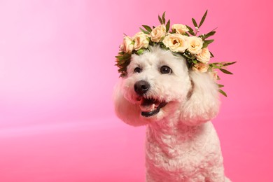 Adorable Bichon wearing wreath made of beautiful flowers on pink background, space for text