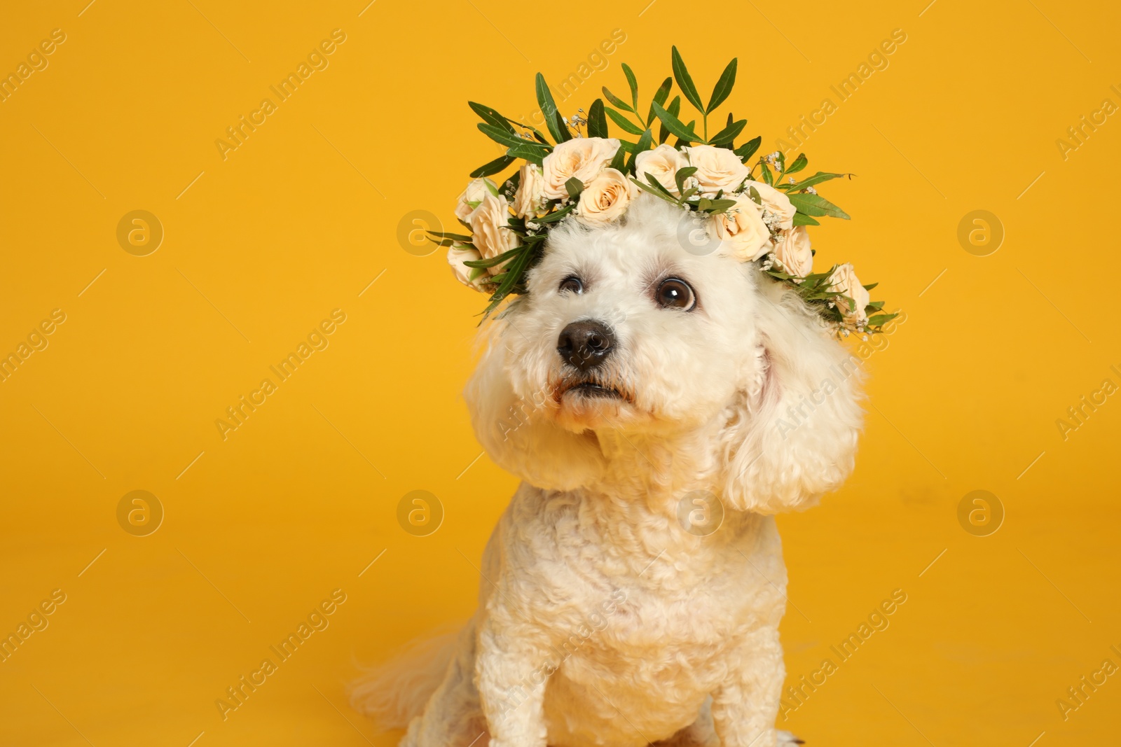 Photo of Adorable Bichon wearing wreath made of beautiful flowers on yellow background