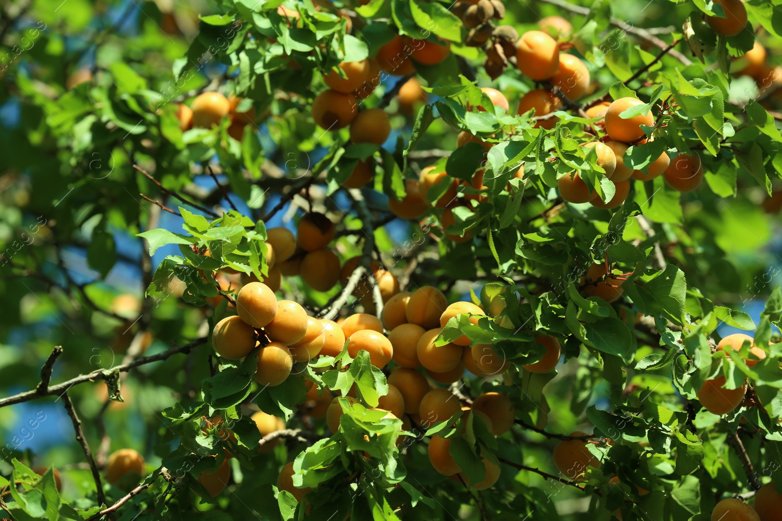 Photo of Many delicious ripe apricots on tree outdoors