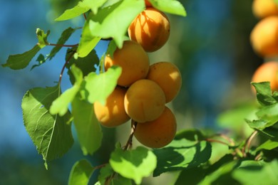 Photo of Delicious ripe apricots on tree outdoors, closeup