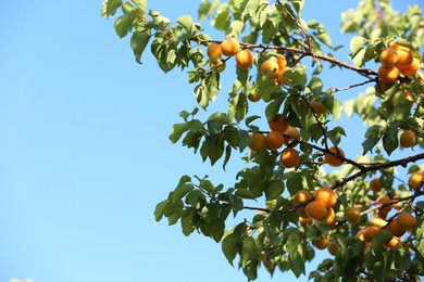 Photo of Many delicious ripe apricots on tree outdoors