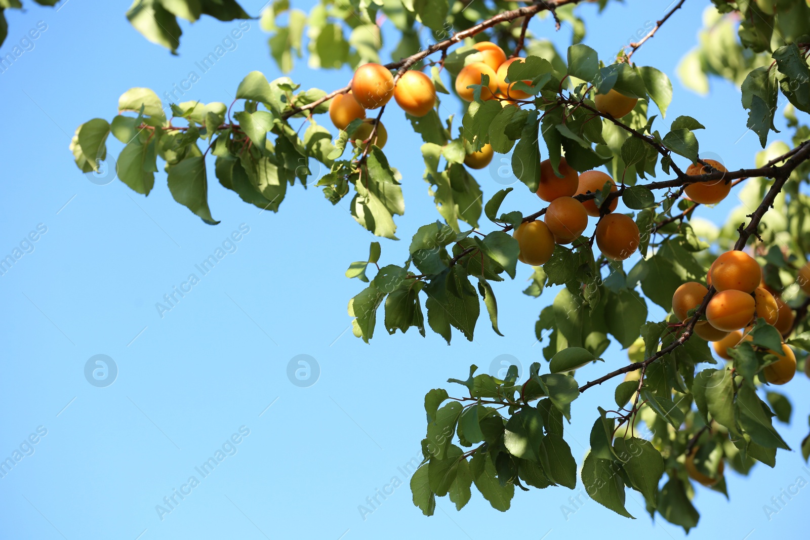 Photo of Many delicious ripe apricots on tree outdoors