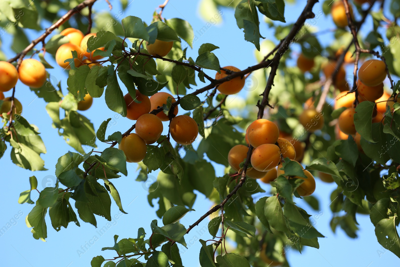 Photo of Many delicious ripe apricots on tree outdoors