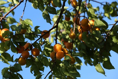 Photo of Many delicious ripe apricots on tree outdoors