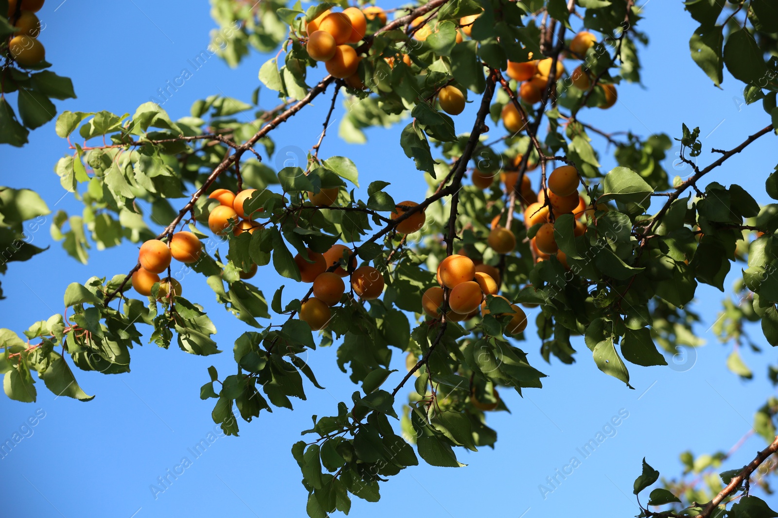 Photo of Many delicious ripe apricots on tree outdoors