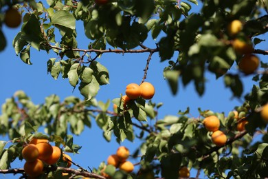 Photo of Many delicious ripe apricots on tree outdoors