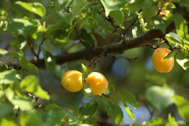 Photo of Delicious ripe apricots on tree outdoors, closeup