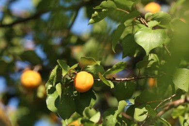 Photo of Delicious ripe apricots on tree outdoors, closeup