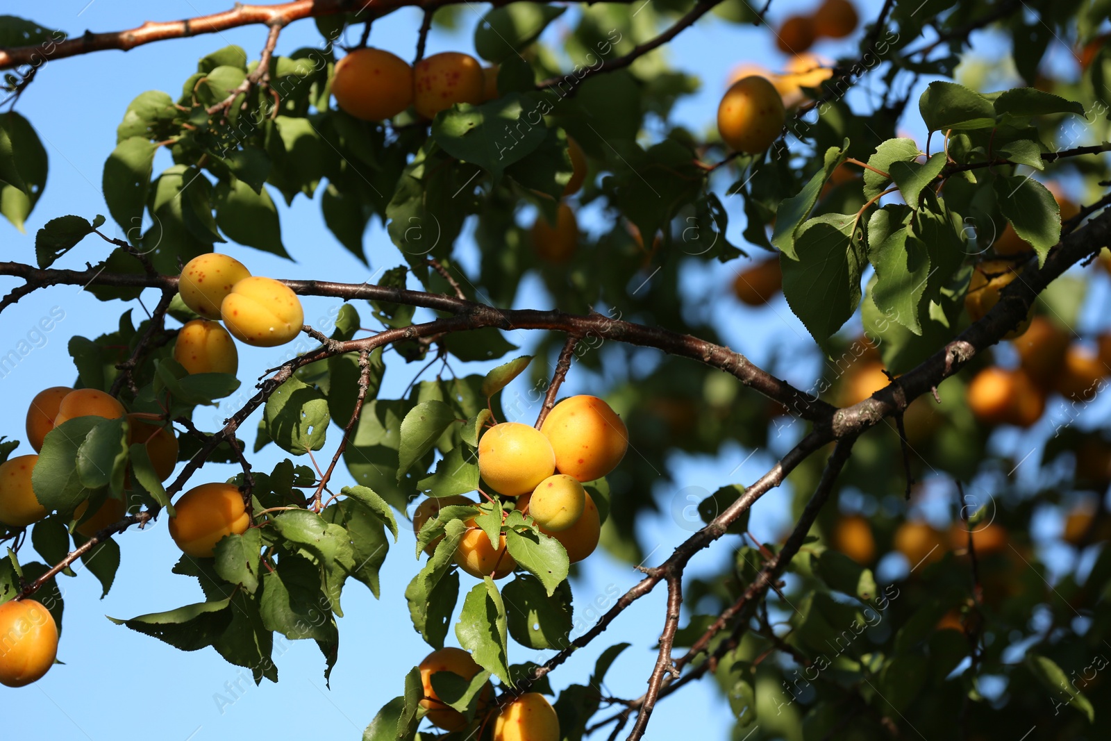 Photo of Many delicious ripe apricots on tree outdoors