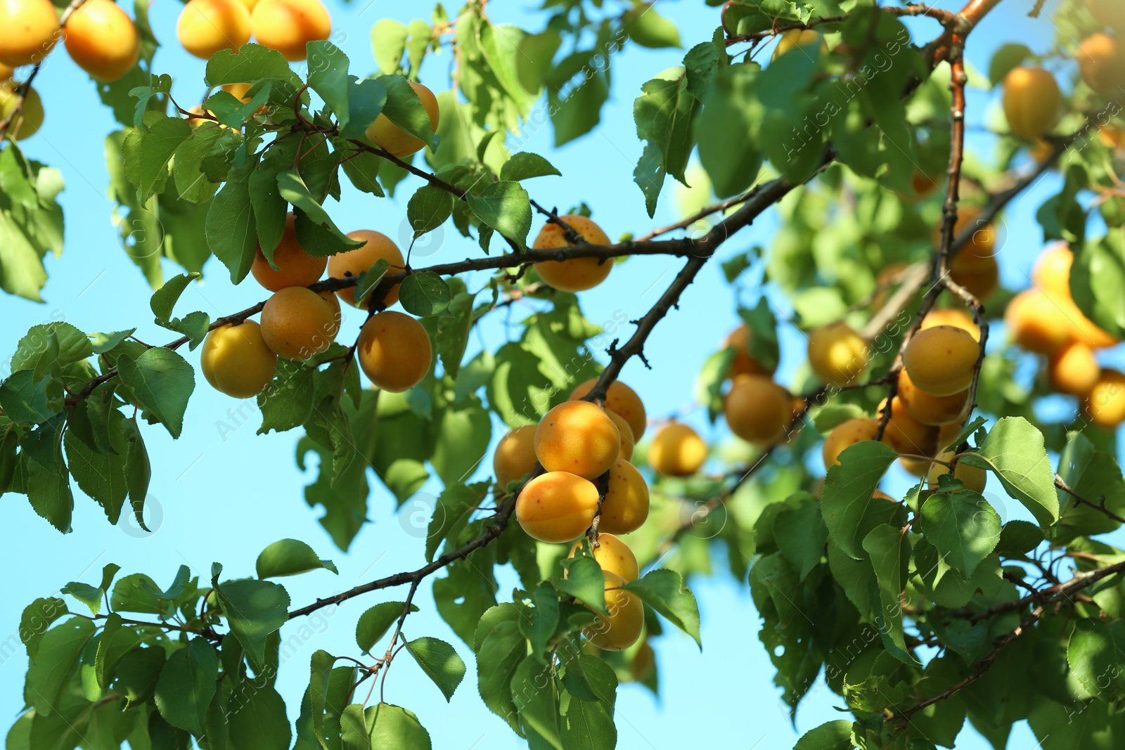 Photo of Many delicious ripe apricots on tree outdoors