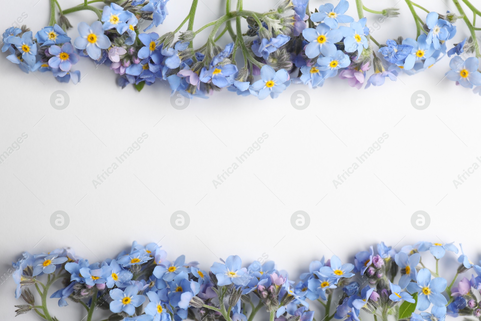 Photo of Beautiful forget-me-not flowers on white background, flat lay. Space for text