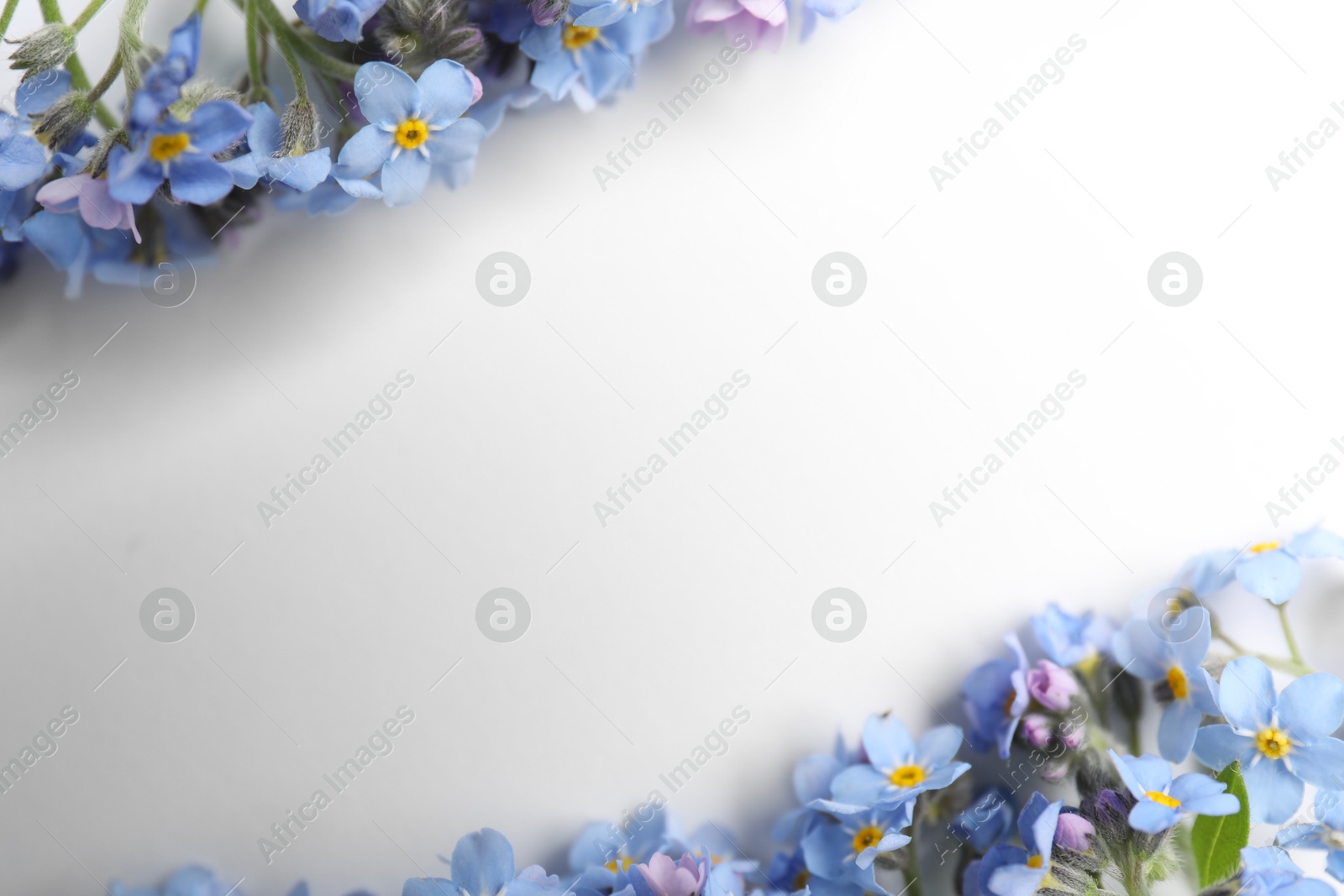 Photo of Beautiful forget-me-not flowers on white background, flat lay. Space for text