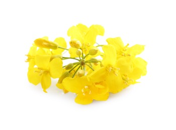 Beautiful yellow rapeseed flowers isolated on white