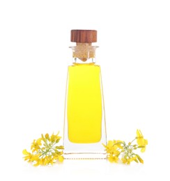 Rapeseed oil in glass bottle and yellow flowers isolated on white