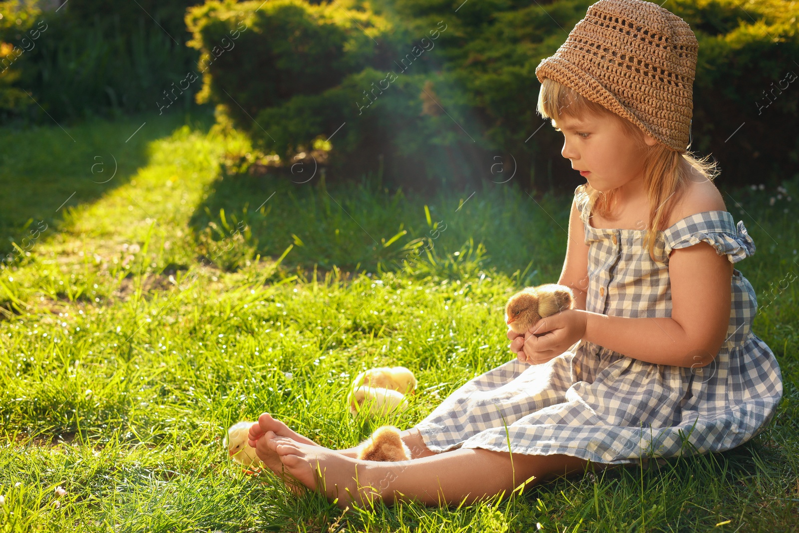 Photo of Little girl with cute chicks on green grass outdoors. Baby animals