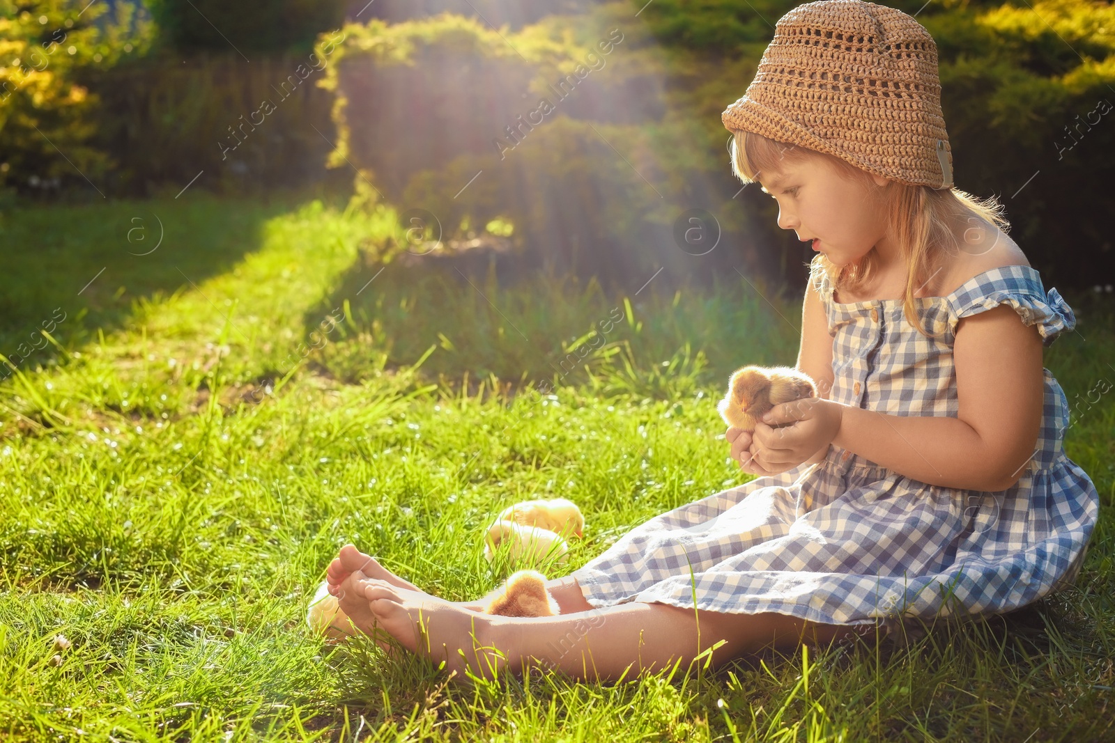 Photo of Little girl with cute chicks on green grass outdoors. Baby animals