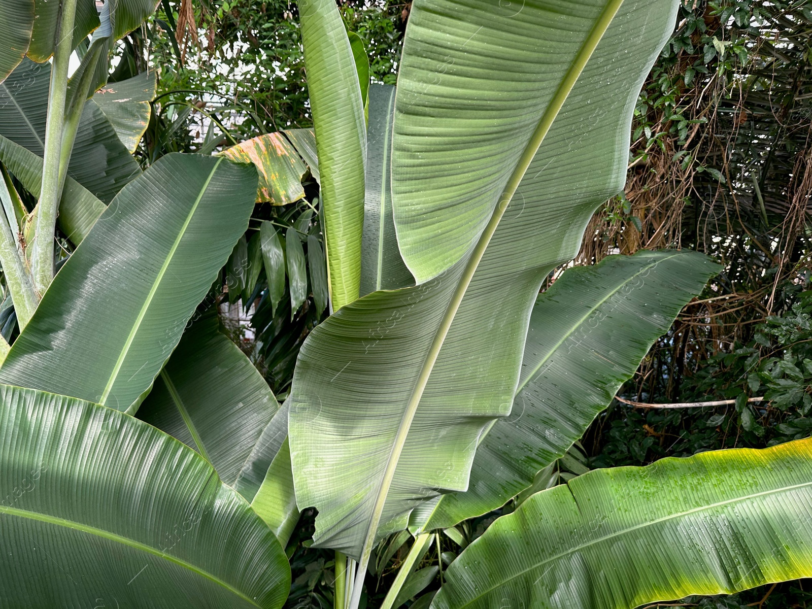 Photo of Banana plant with green leaves growing in botanical garden