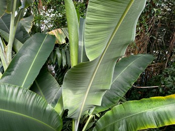 Banana plant with green leaves growing in botanical garden