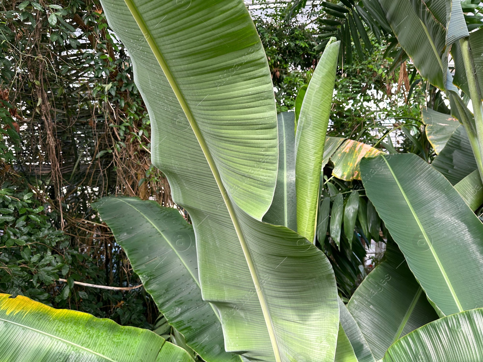 Photo of Banana plant with green leaves growing in botanical garden