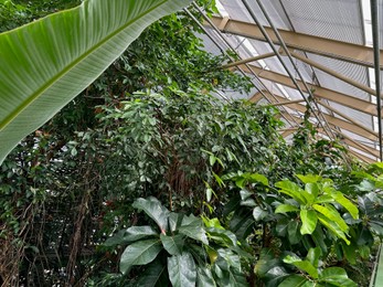 Photo of Beautiful plants with green leaves growing in botanical garden