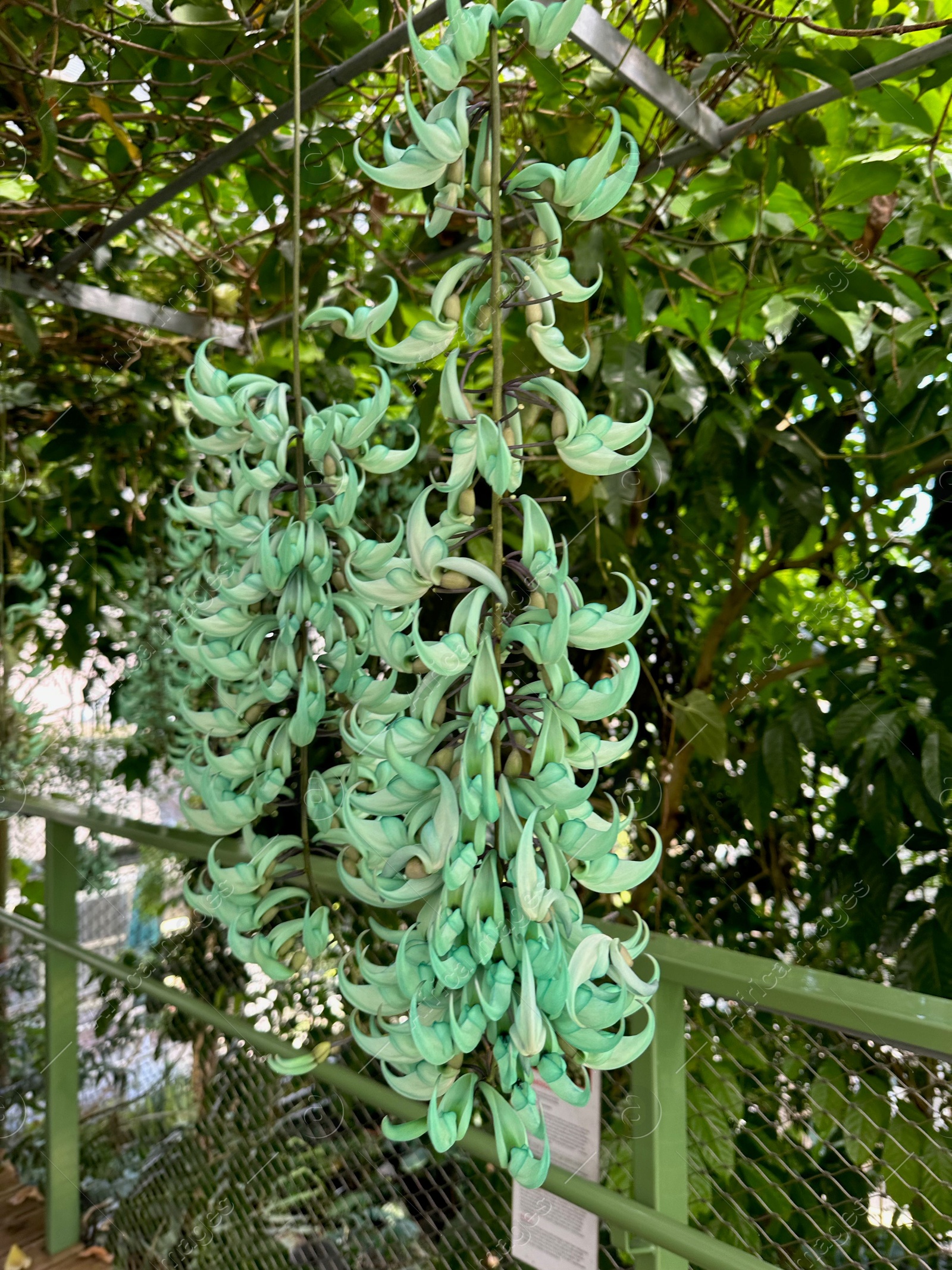 Photo of Beautiful jade vine flowers growing in botanical garden