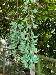 Beautiful jade vine flowers growing in botanical garden