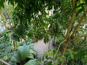 Different plants with green leaves growing in botanical garden