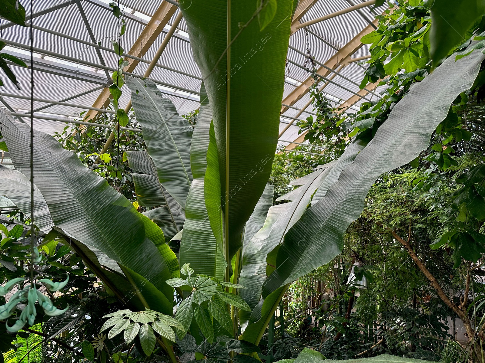 Photo of Different plants with green leaves growing in botanical garden