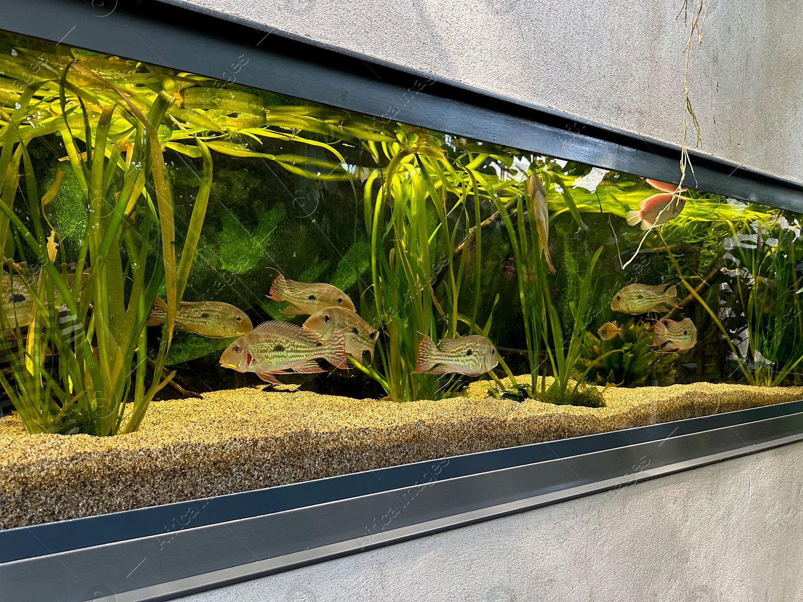 Photo of Aquarium with fish and underwater plants in botanical garden