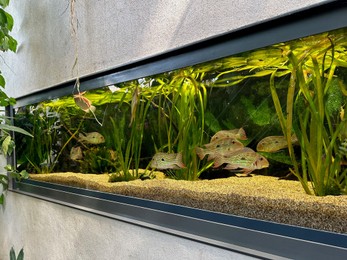 Aquarium with fish and underwater plants in botanical garden