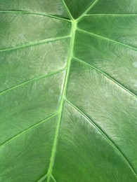 Beautiful green leaf as background, top view