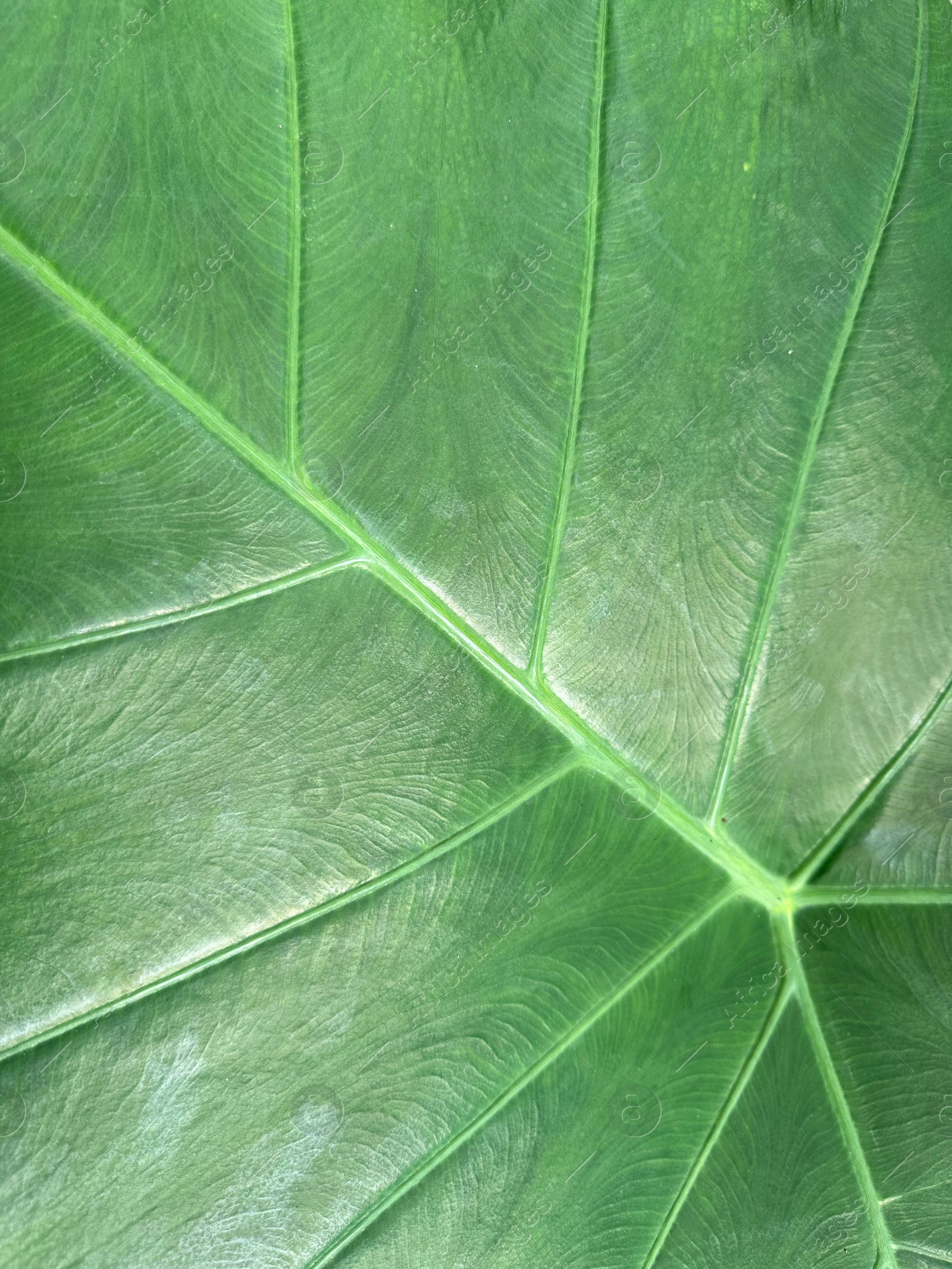 Photo of Beautiful green leaf as background, top view