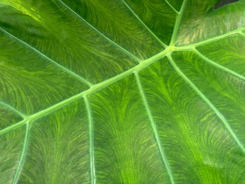 Beautiful green leaf as background, top view