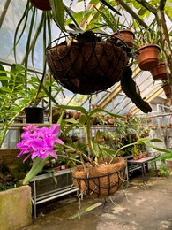 Beautiful orchid flowers and other plants growing in botanical garden