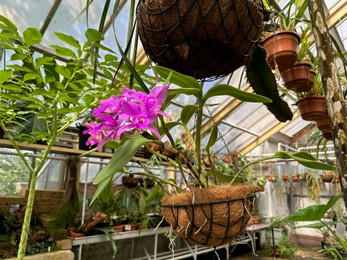 Beautiful orchid flowers and other plants growing in botanical garden