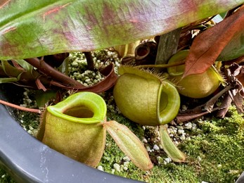 Green nepenthes plant growing in botanical garden, closeup