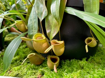 Green nepenthes plant growing in botanical garden, closeup